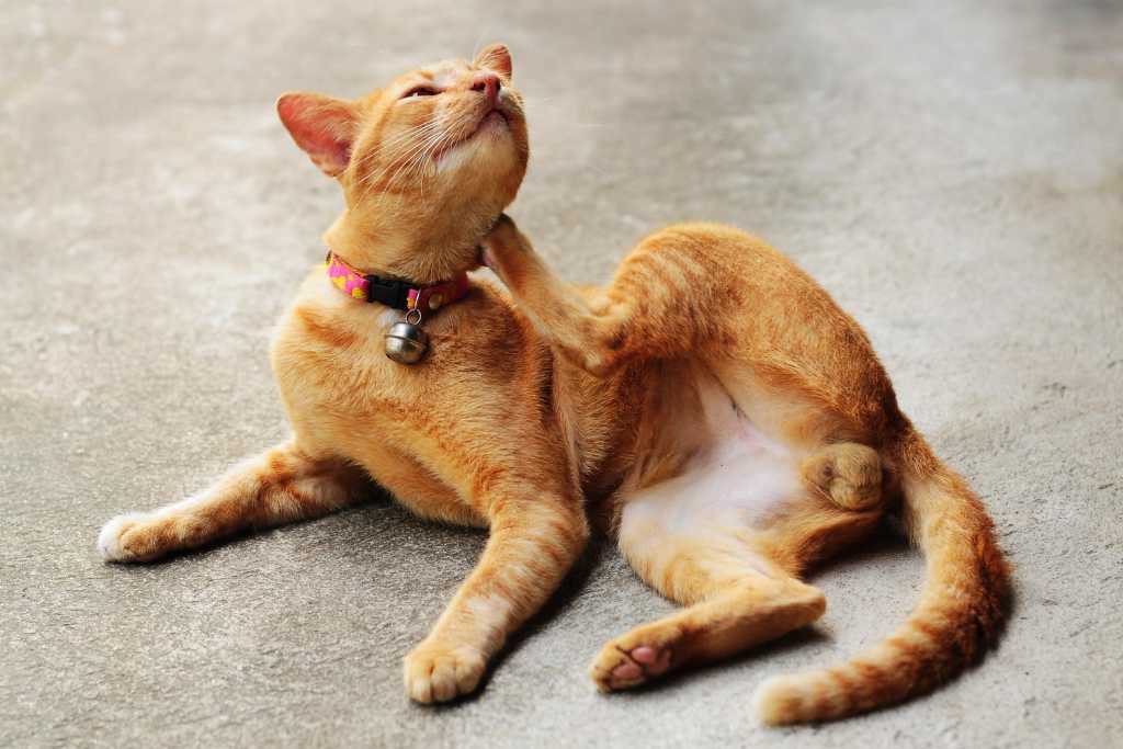 Do Indoor Cats Need Fleas & Tick Prevention?