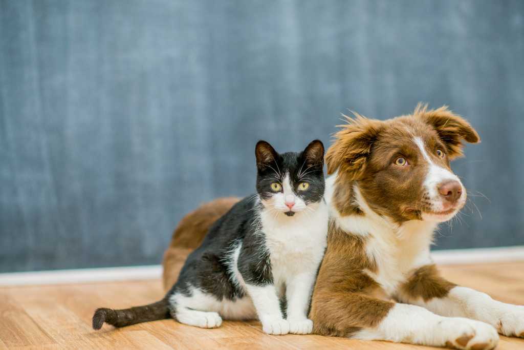 Do Indoor Cats Need Fleas & Tick Prevention?