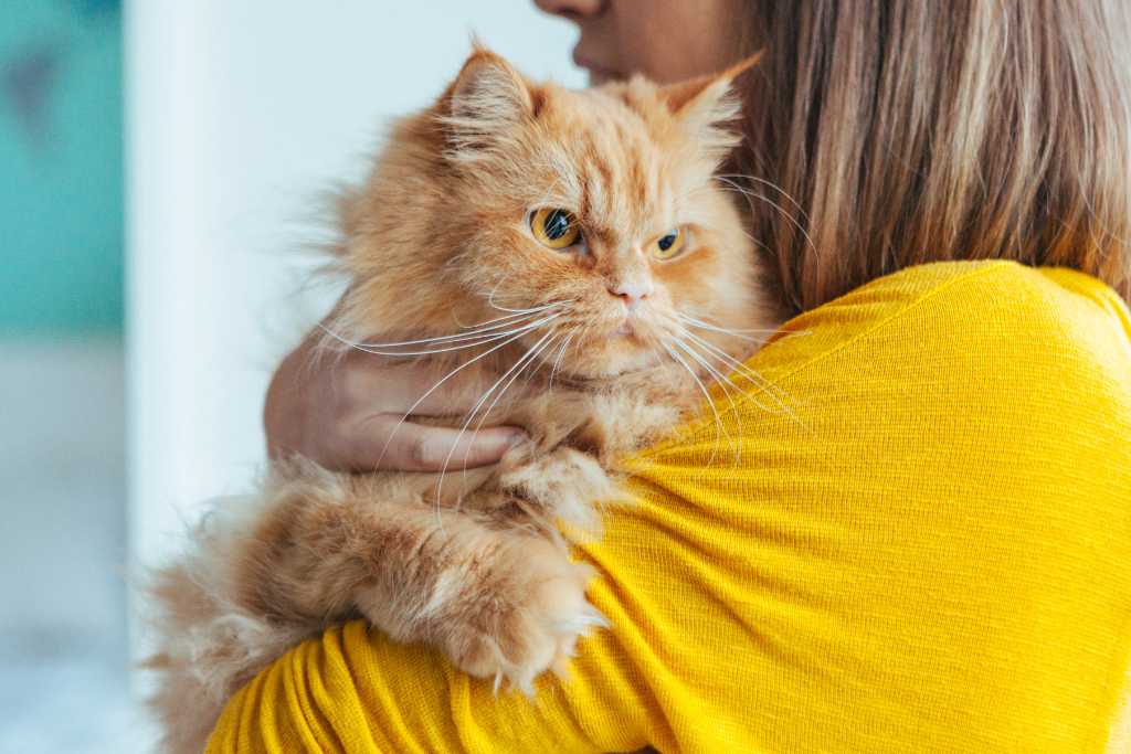 Caring For Your Adopted Cat: A Guide For New Cat Owners