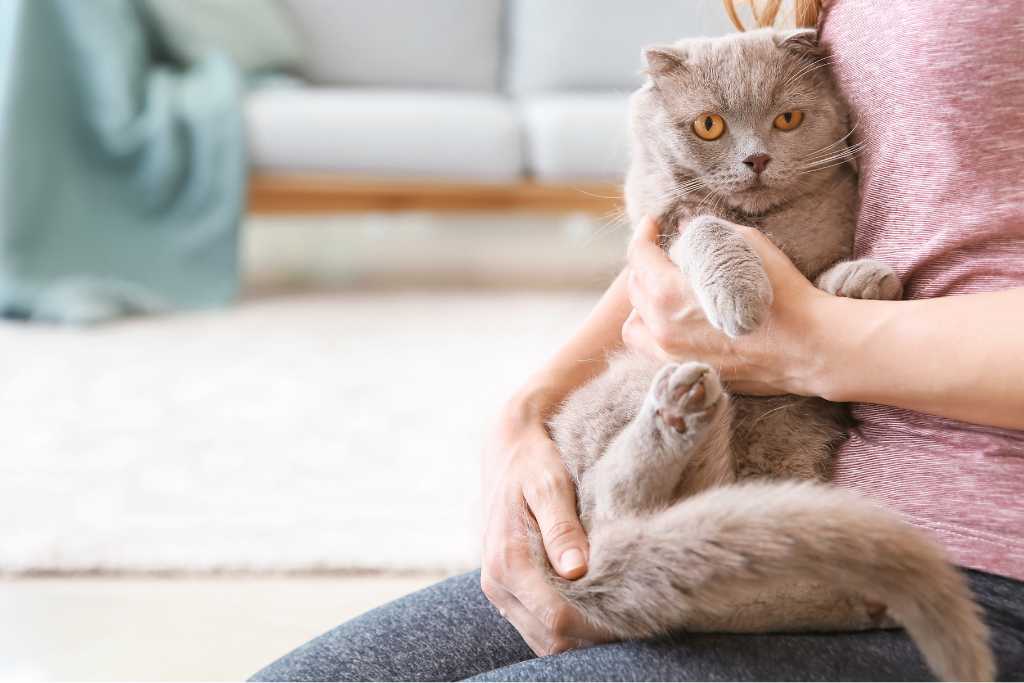 Caring For Your Adopted Cat: A Guide For New Cat Owners