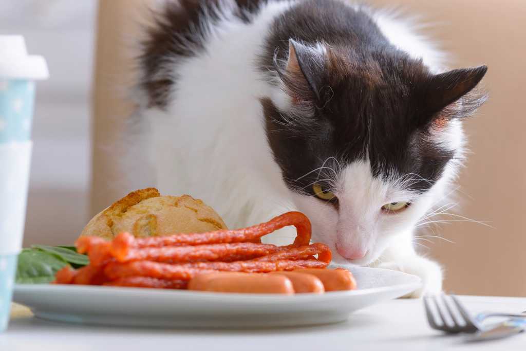 Human Foods That Are Toxic to Cats