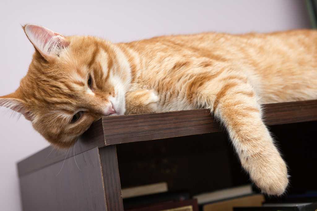 Ways to Encourage Your Indoor Cat to Exercise