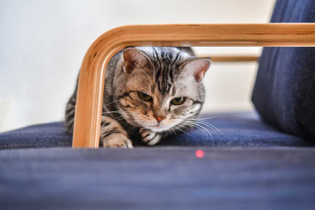 Ways to Encourage Your Indoor Cat to Exercise