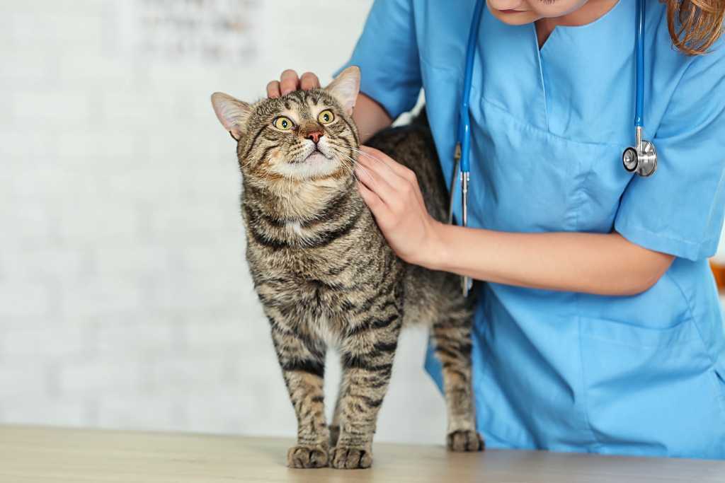 Keeping Up With Cat Vet Visits