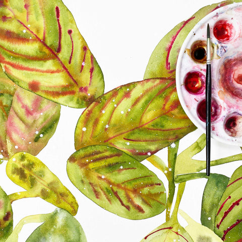 Prayer Plant watercolor with olive green and yellow leaves, finished with details of red and pink. Ingrid Sanchez, CreativeIngrid 2021.