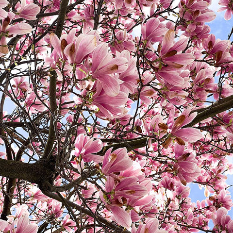 Pink magnolia flourishing during spring in London.