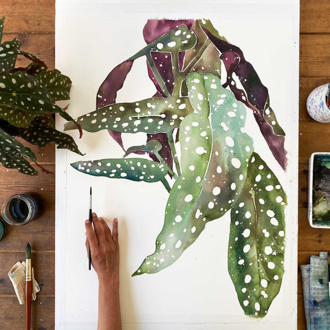 Large leaves of a Polka Dot Begonia highlighting their white dots over a blending of green shades and a deep burgundy.  Ingrid Sanchez, CreativeIngrid 2021.