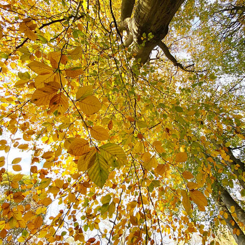 Yellow tree in Autumn, London parks.