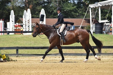 Hunter equestrian in show ring wearing shadbelly