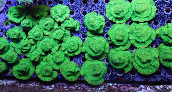 Possible wholesale coral