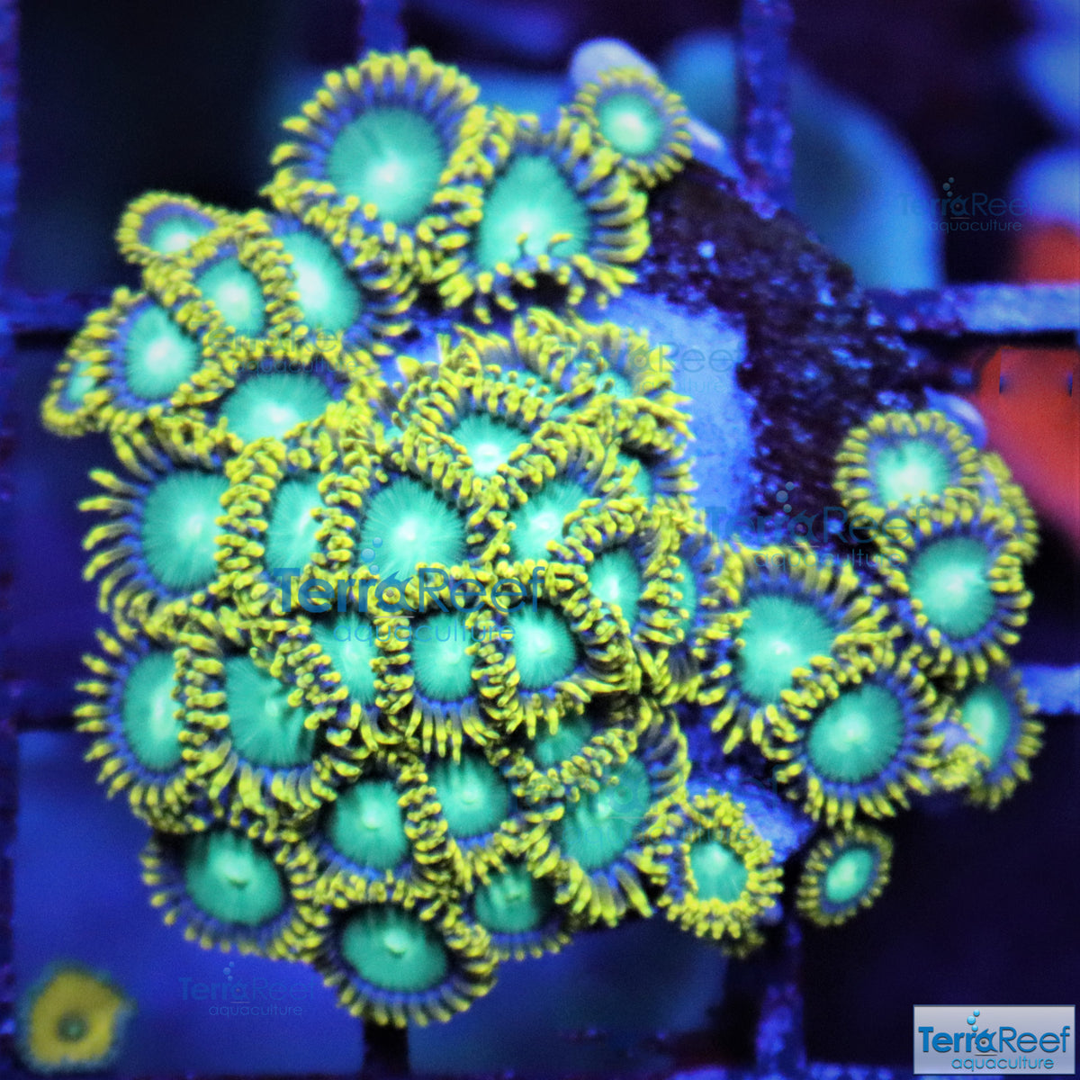 Radioactive Dragon Eyes Zoanthids WYSIWYG Frag 23 – TerraReef