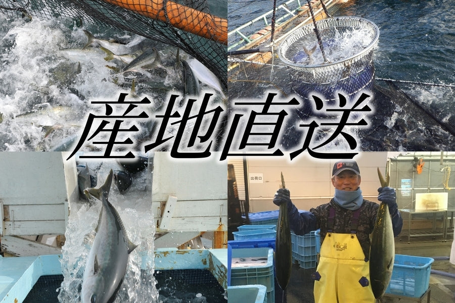 鹿児島産 養殖ぶり冷凍 刺身用柵2本 0 7kg Reachstock