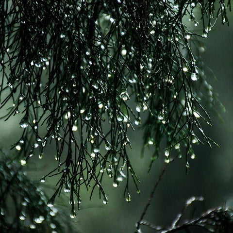 Wet Leaves Raindrops Nature