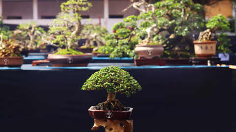 crecimiento del bonsái