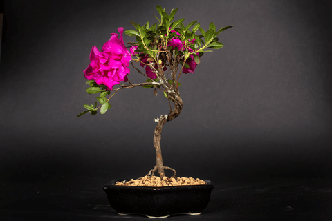 Bonsái Azalea Kodomo