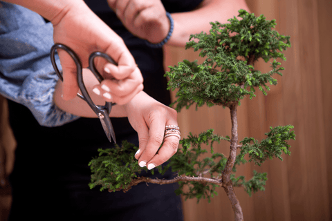 como cuidar un bonsai en casa