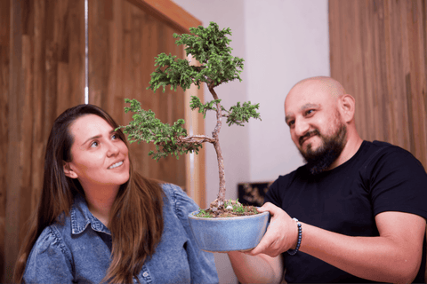 como cuidar un bonsai en casa