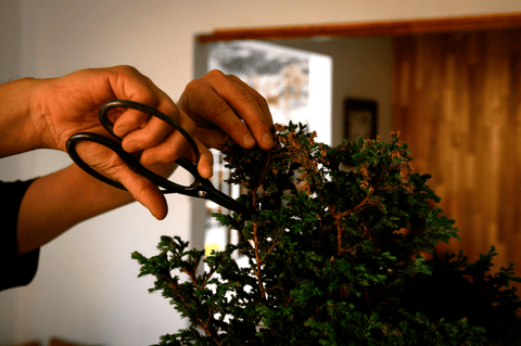 Herramientas Para Bonsai: Baratas + Profesionales 