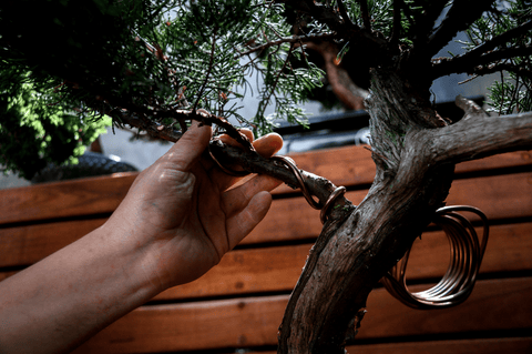 HERRAMIENTAS para BONSAI  Sustituciones Económicas 