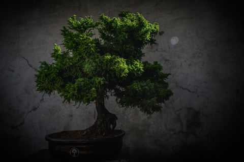 historia del bonsái 