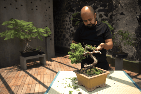 cuidado y mantenimiento en hotel bonsái