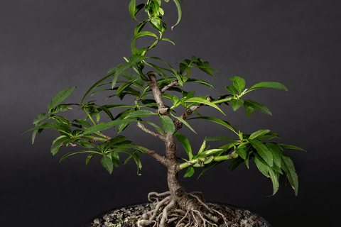Prunus Persica