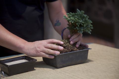 cómo sembrar un bonsái