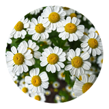 Chamomile