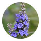 Chasteberry (Vitex Agnus Castus)