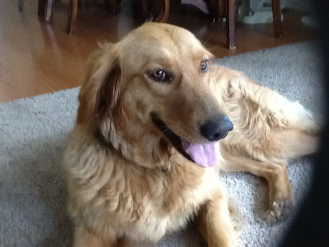 Our Golden Retriever Brandy 