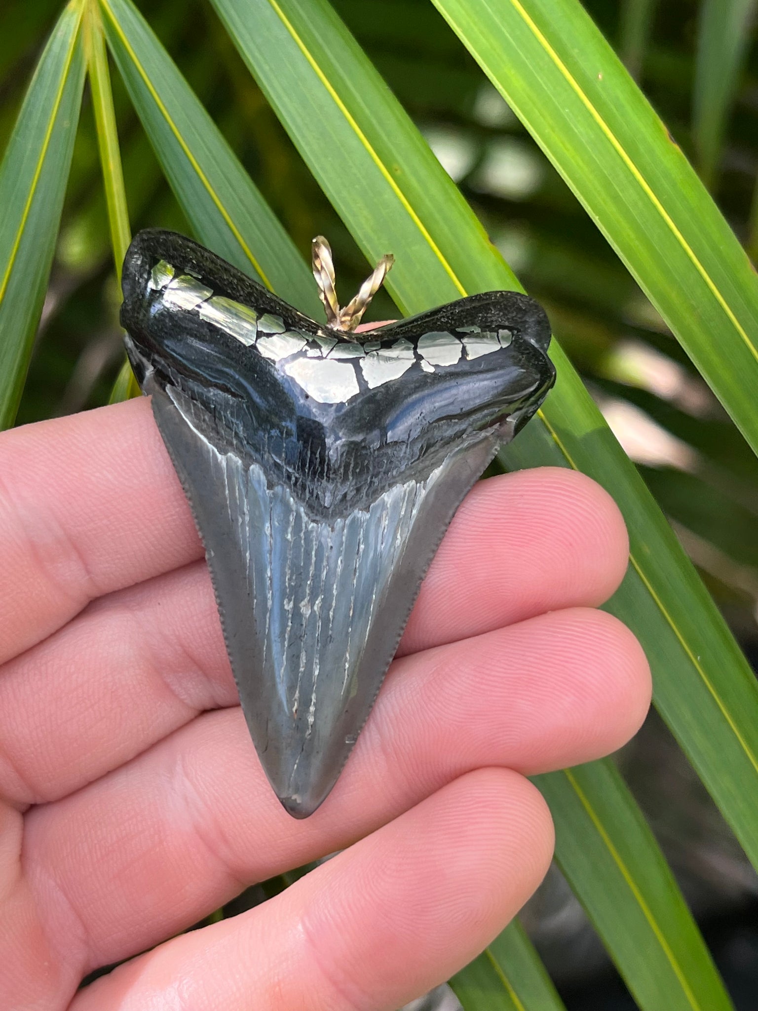 megalodon shark tooth necklace