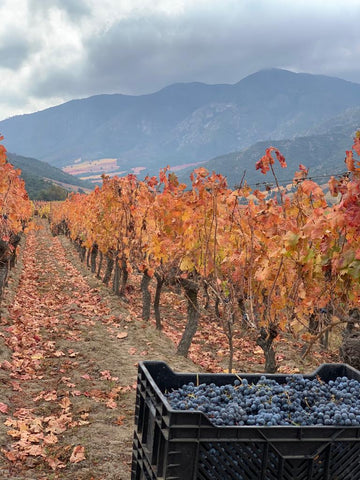 Carmenere Valle de Colchagua