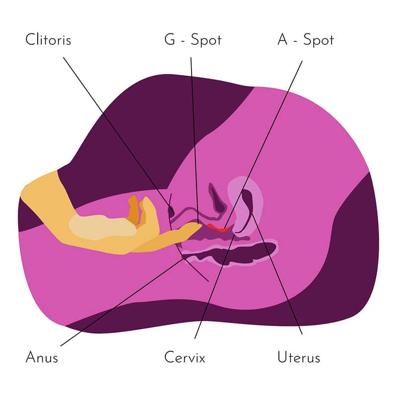 Illustration showing where the A-Spot is located inside the vagina