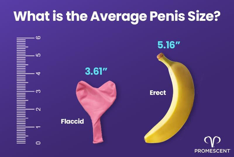 What is the average penis size