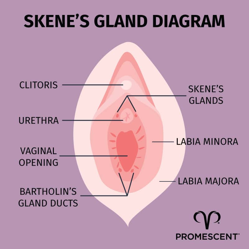 Diagram of the skenes gland location