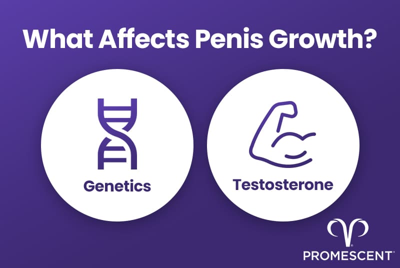 Some common factors that affect penis growth