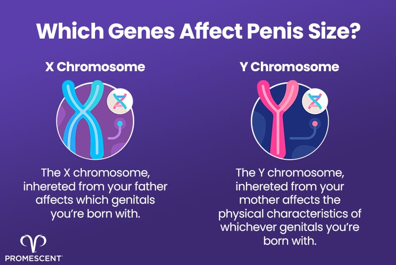 The genes that affect the size of the penis