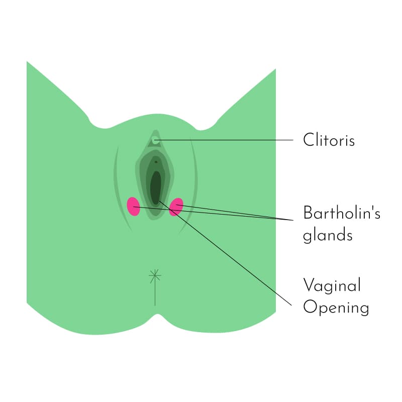 Illustration showing the location of the Bartholin's glands