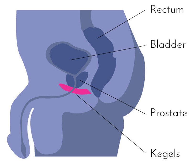 Illustration showing the location of Kegel muscles in men