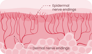 Over 6000 nerve endings in the penis