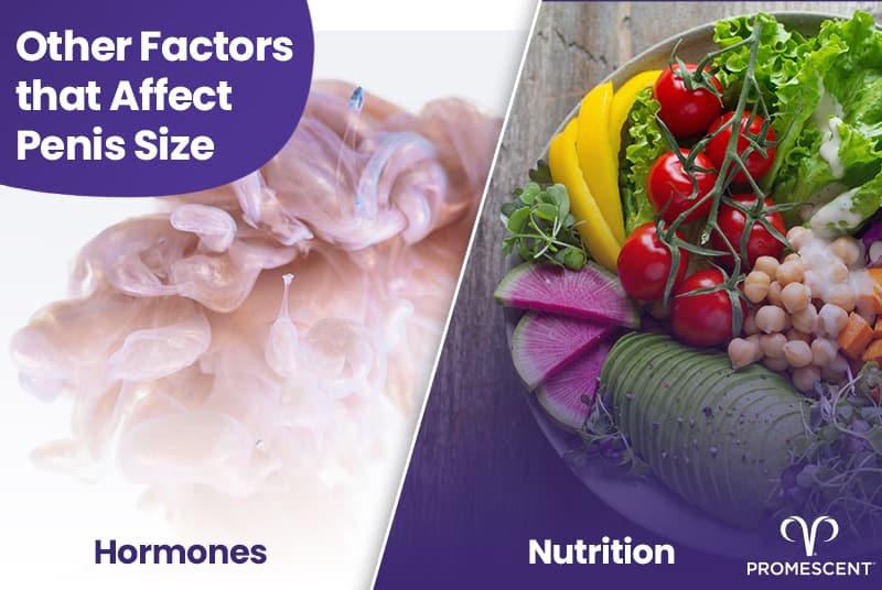 Other factors that play a role in determining penis size