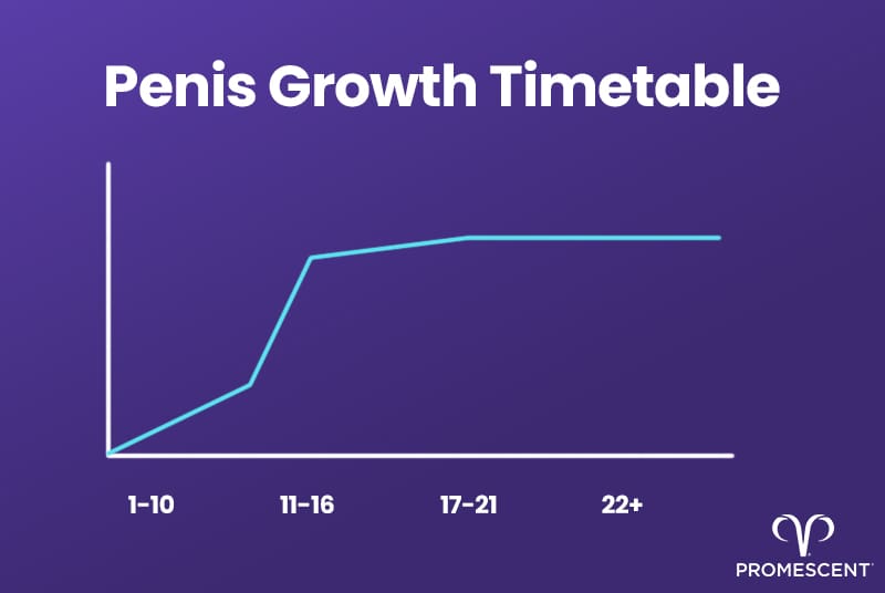 What is the time table for penis growth