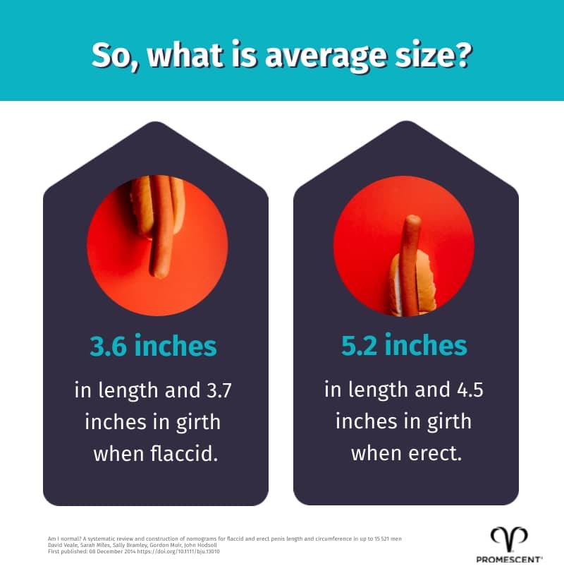 What is the average penis size