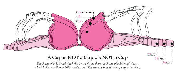 The Same Bra Cup May Look Different Based On Band Size – PerfectDD