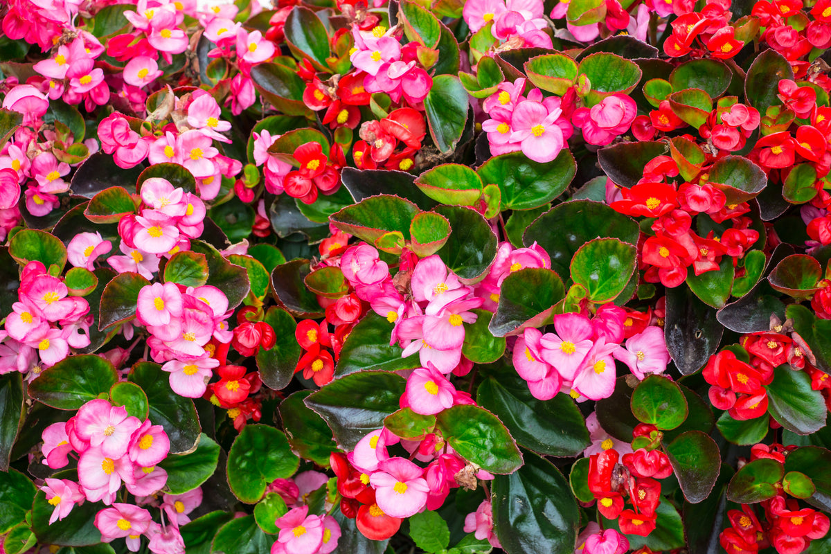 Bedding Begonias Never Fail | Pesches Flowers & Garden Center