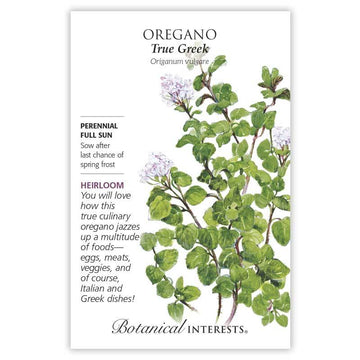 Oregano / Origano 'Perenne Comune