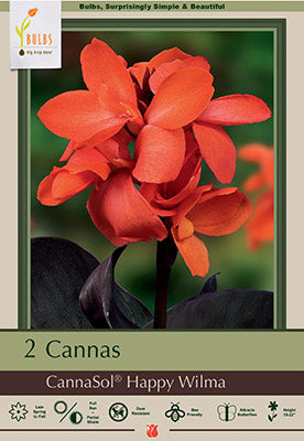 Canna Lily 'Miss Oklahoma'  Pesches Flowers & Garden Center