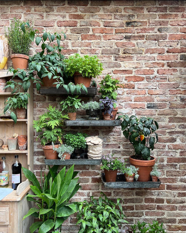 Shelve pot arrangement on brick wall