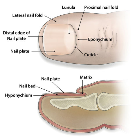 Nail Anatomy Impacted Toenail