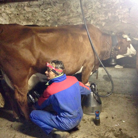 Catherine Richard milking one of her cows